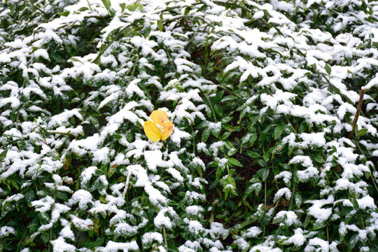 下雪素材