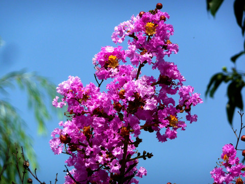 紫薇花特写