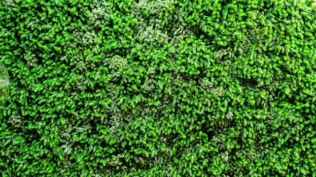 植物墙 4000万像素