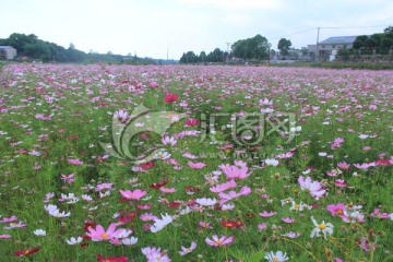 茶亭格桑花花海