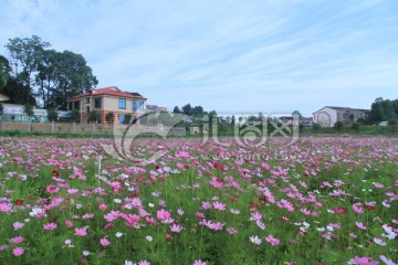 茶亭格桑花花海