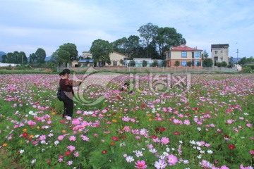 茶亭格桑花花海