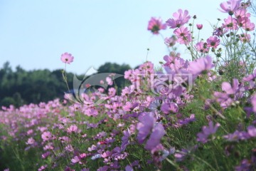 茶亭格桑花花海