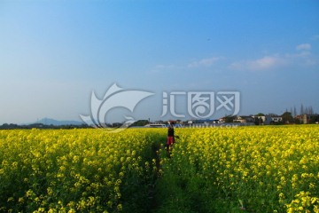 长沙大泽湖油菜花