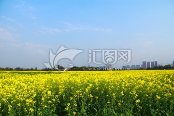 长沙大泽湖油菜花