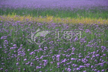 紫色马鞭草花海