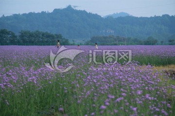 紫色马鞭草花海