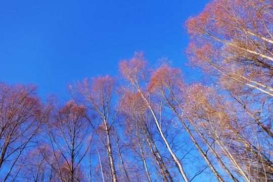 红柳树林