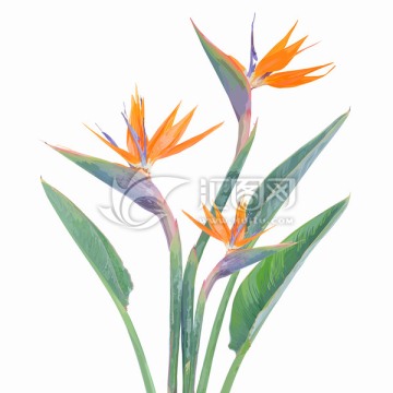 手繪花