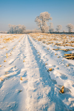 雾凇 雪景