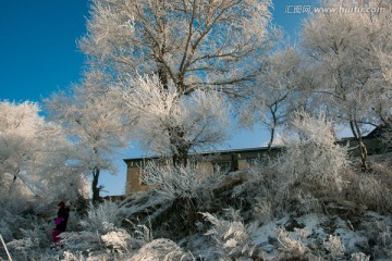 雾凇 雪景