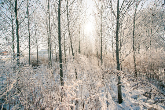 森林雾凇雪景