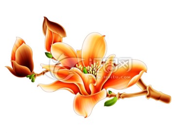 一枝玉蘭花