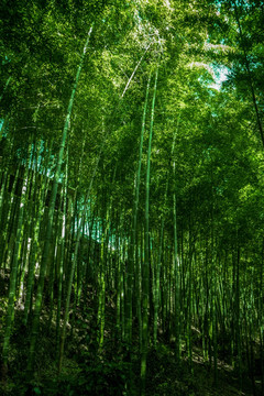 竹林风光 竹林背景素材