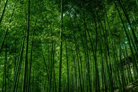 竹林风光 竹林背景素材