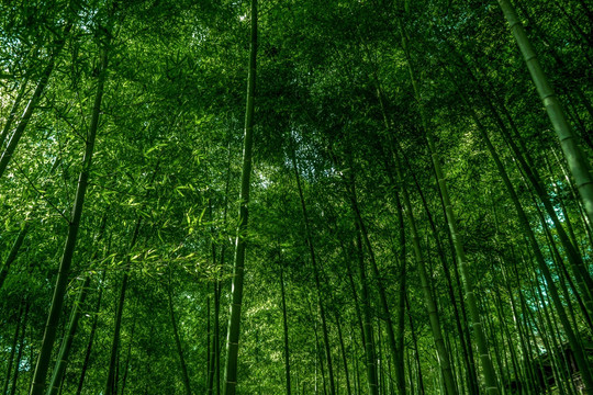 竹林风光 竹林背景素材