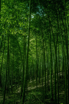 竹林风光 竹林背景素材