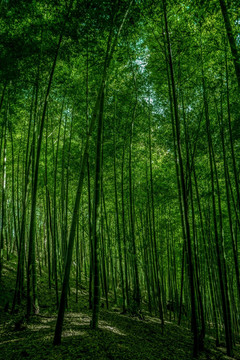 竹林风光 竹林背景素材