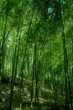 竹林风光 竹林背景素材