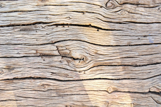老树木纹