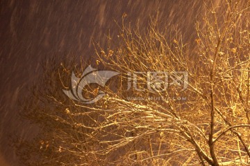 雪夜枝頭