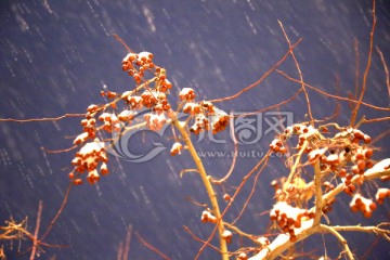 雪中的紅果