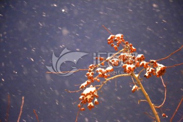 雪夜 紅果