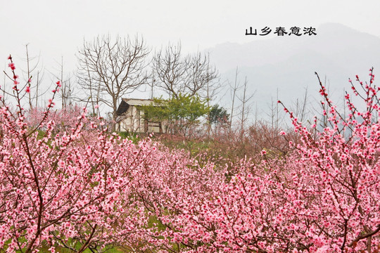 山乡春意浓