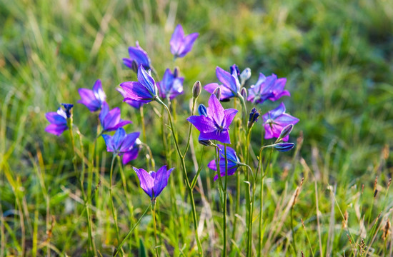 桔梗花 小紫花 铃铛花