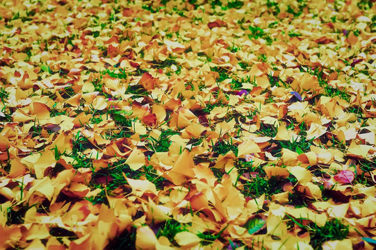 秋天的树叶 高清无噪