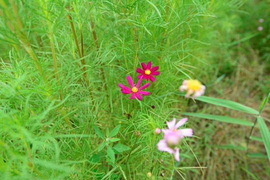 格桑花 波斯菊