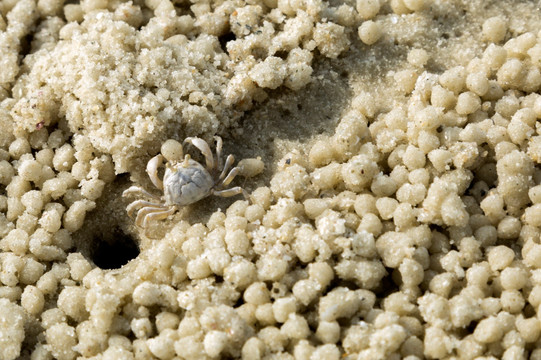 沙滩小蟹