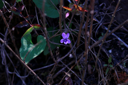 小野花