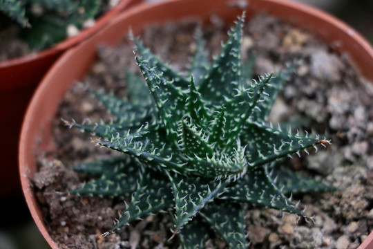 多肉植物雷神