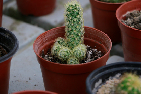 多肉植物金手指