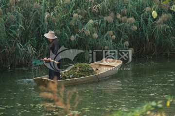 湖面清洁工捞水草