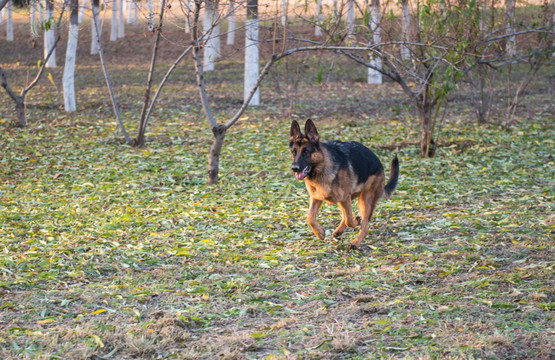 奔跑的狗 德国牧羊犬大型犬成犬
