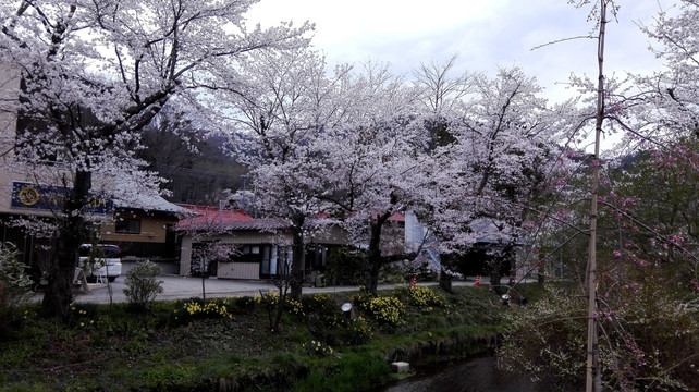 日本樱花林