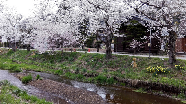 日本樱花林