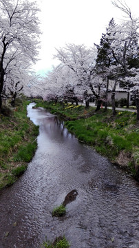 日本樱花林