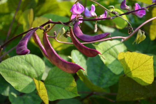 紫扁豆