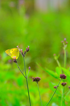 黄粉蝶