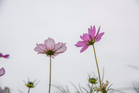 格桑花