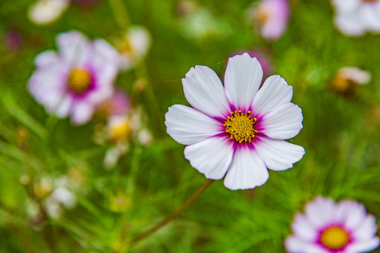 格桑花