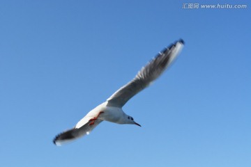 空中飞鸟