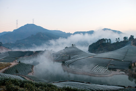 冬季茶园