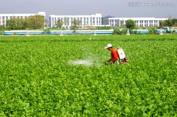 西芹种植园 喷药