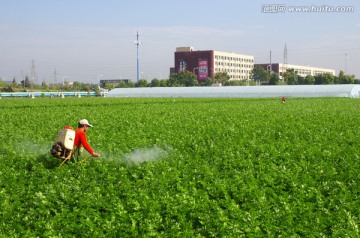 西芹种植园 喷洒农药