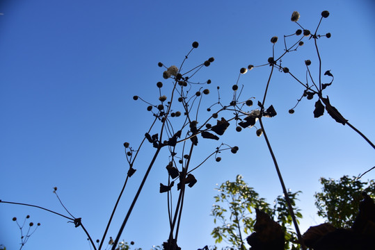 野棉花