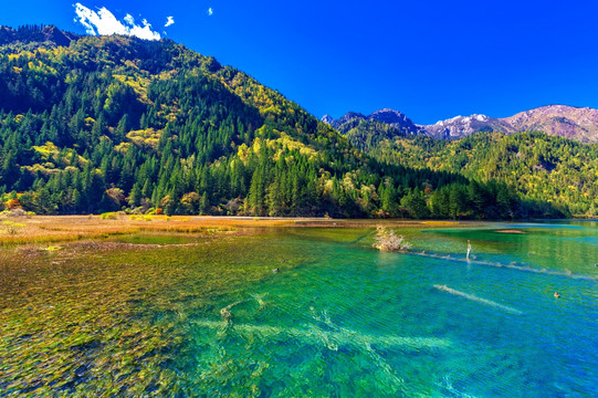 箭竹海 九寨沟